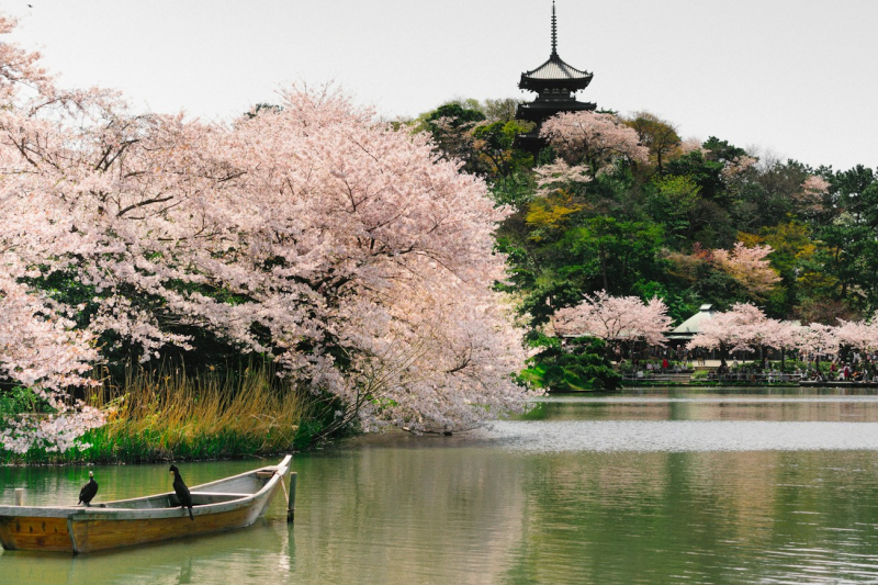 池に船が浮かんでいる様子。奥には満開の桜と日本建築の塔が見える。神奈川・本牧三之谷